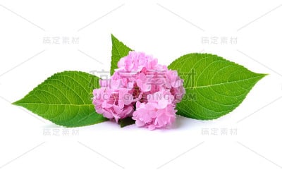 绣球花在白色的背景