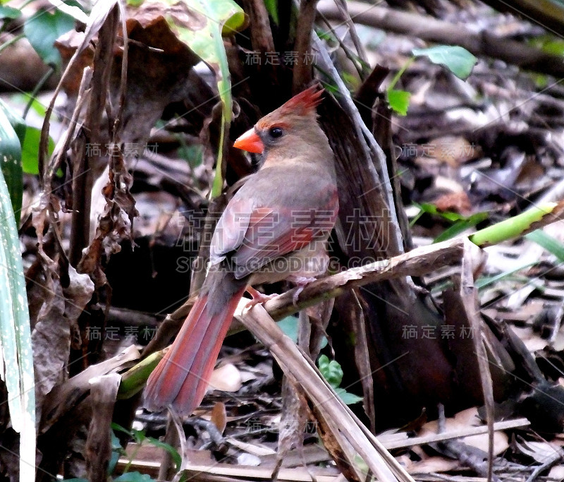 北方红衣主教(Cardinalis Cardinalis)