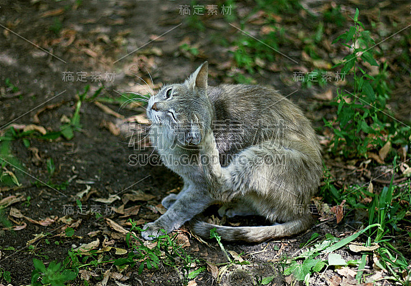 灰猫图片_高清灰猫素材下载_灰猫素材大全-稿定设计