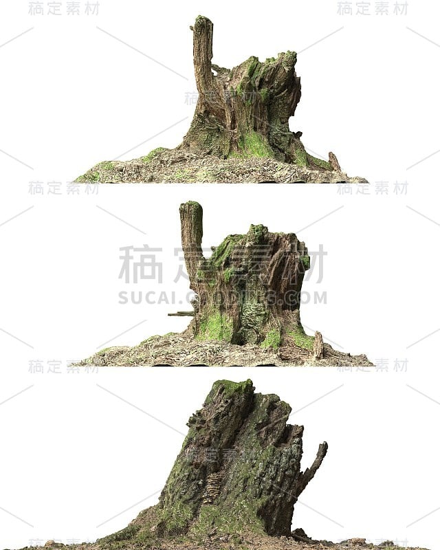 树桩死树孤立的白色3d插图