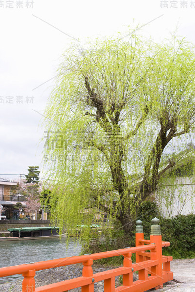 柳树
