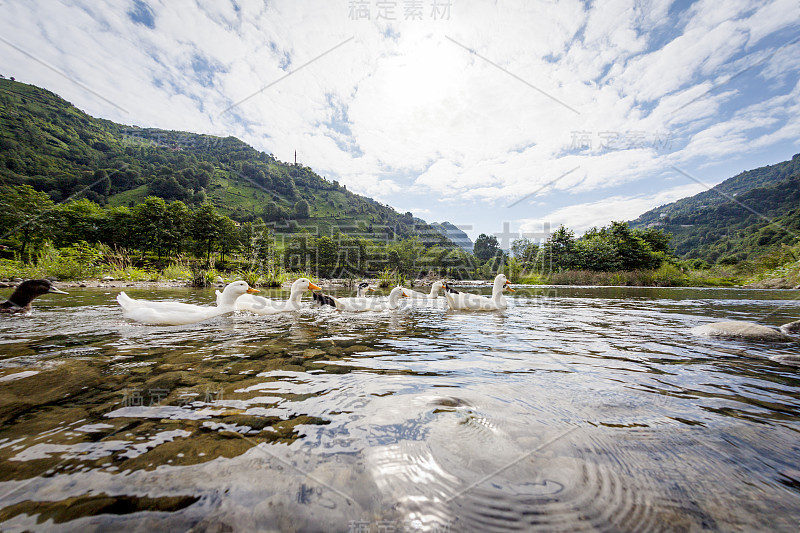 野鸭在山湖上流动