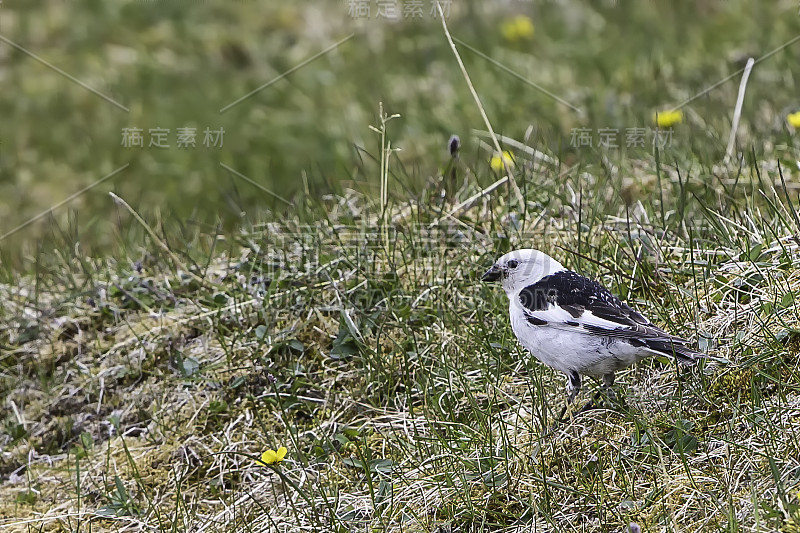 雪鹀(Plectrophenax nivalis)，有时俗称“雪花”，是一种雀形目鸟类在鹀科。斯匹次