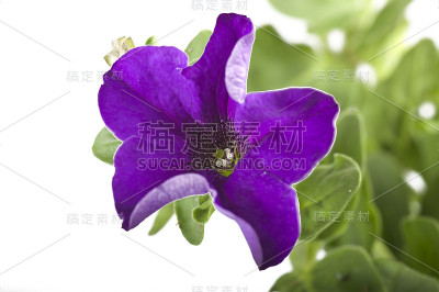 紫罗兰花