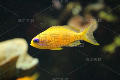热带黄色的鱼