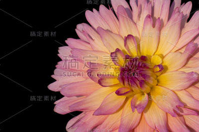大丽花