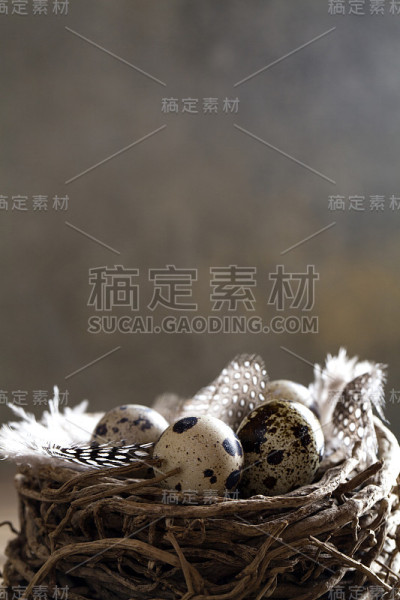 黑色背景上有羽毛的巢和鹌鹑蛋