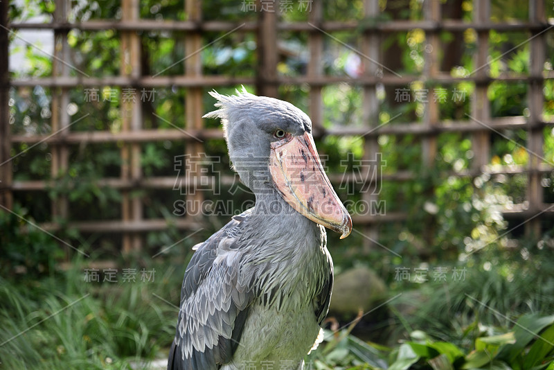 Shoebill，非洲的一种大鸟