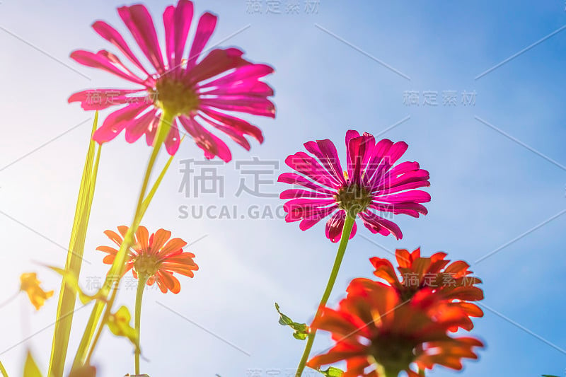 粉红色的花宇宙盛开美丽的花园，在蓝天的背景