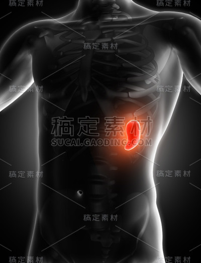显示脾脏的三维医学图像