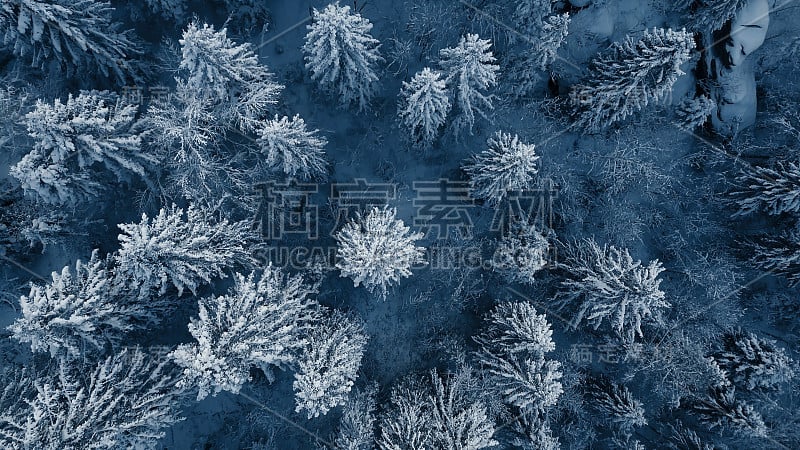 立陶宛一场冬季暴风雪后，无人机拍摄的常青树被雪覆盖。