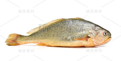 黄花鱼鱼