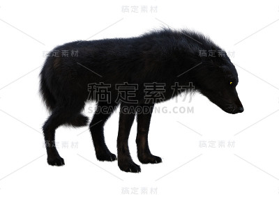 3D渲染黑狼在白色