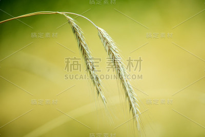 多年生黑麦，老黑麦