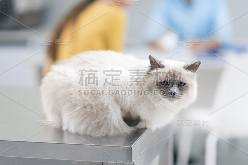 美丽的长毛猫在兽医诊所