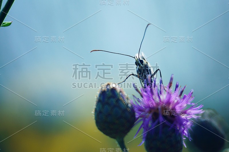 大自然中美丽的蝴蝶照片。美丽的野花和绿草。