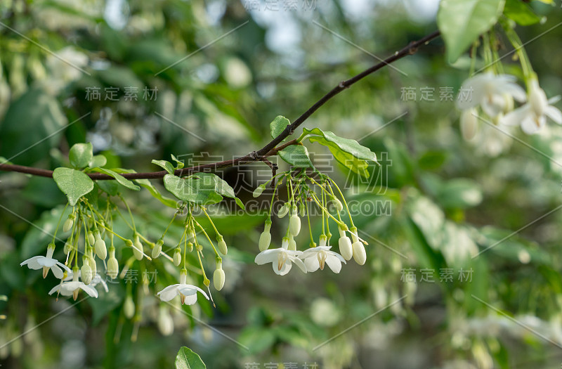 野梅花柔焦背景(Wrightia religiosa Benth)