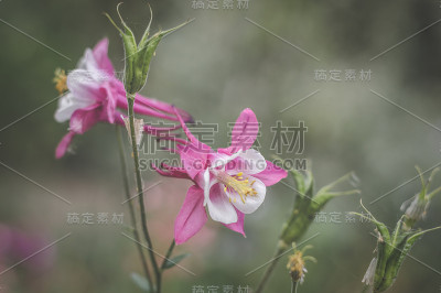 粉红色和白色的夏天花
