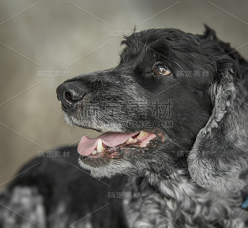 可爱和有趣的狗肖像照片可卡犬