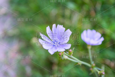 美丽的春天的花朵
