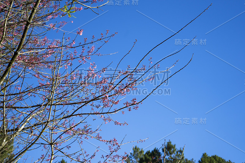 野生喜马拉雅樱花