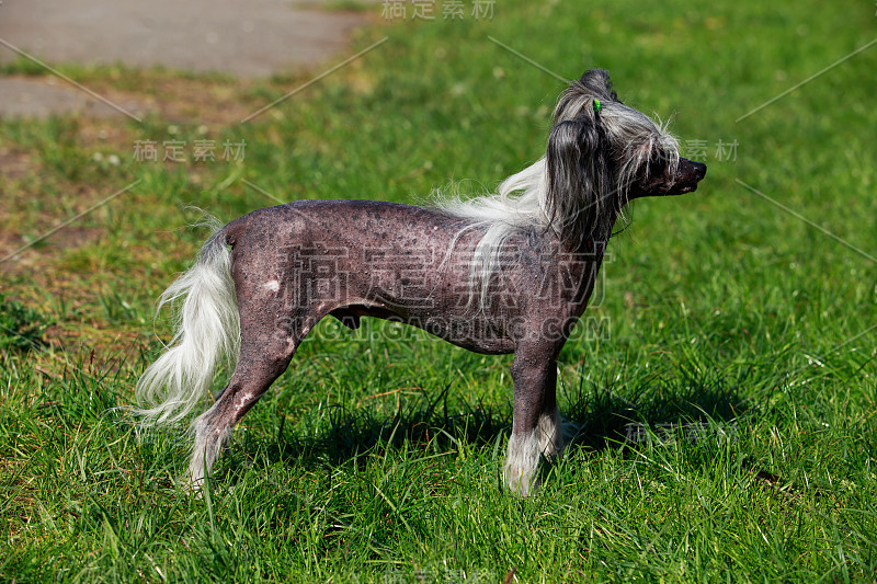 犬种中国冠毛犬