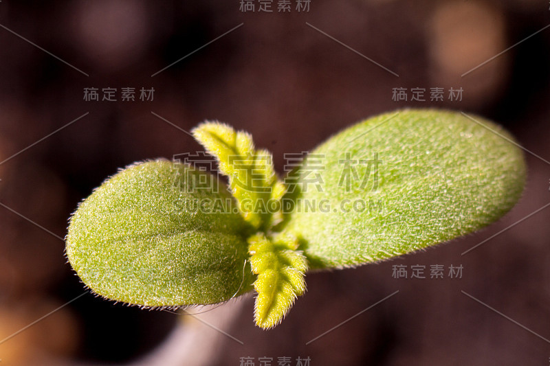 小绿芽大麻药用