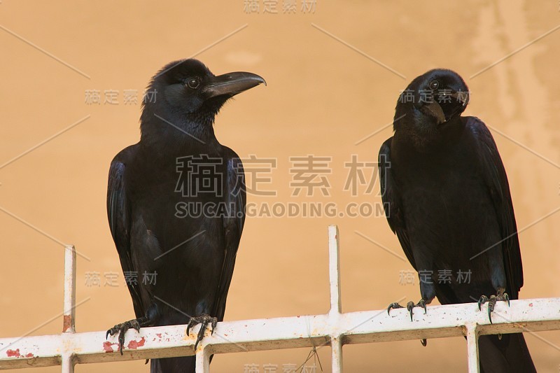 两只长喙乌鸦栖息在泰国曼谷的篱笆上。