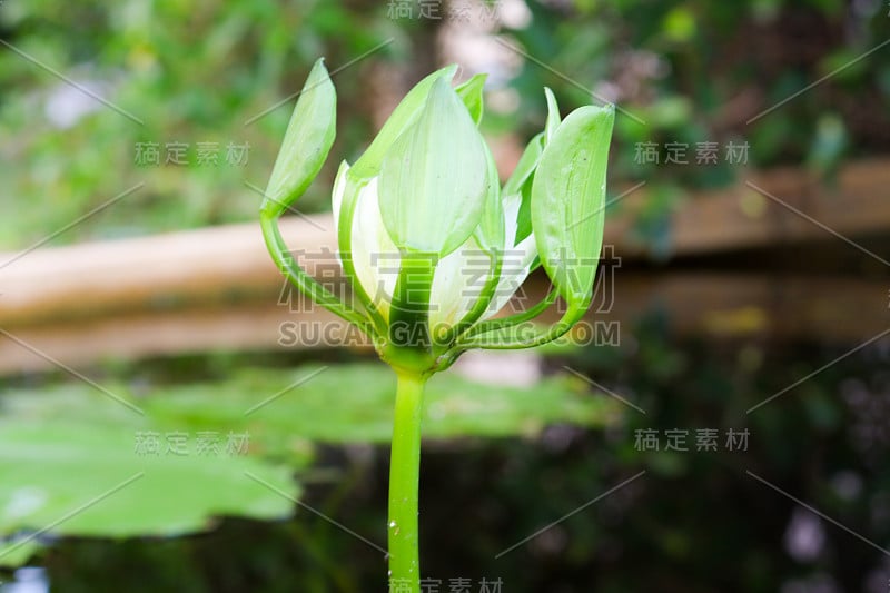 百合花在池塘