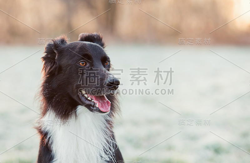 特写肖像快乐边境牧羊犬看一边的嘴张开，快乐有趣的脸。冬季户外背景，灰白色霜草和可爱的小狗享受早晨日出