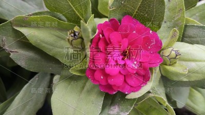 阳台花园百日花