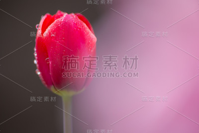 郁金香