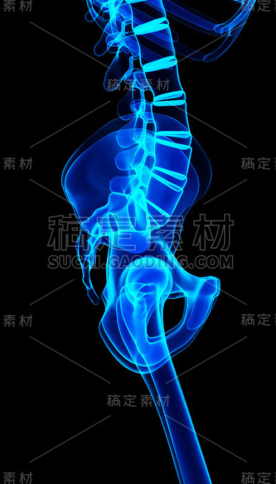 闪亮的蓝色骨骼系统的3D插图。