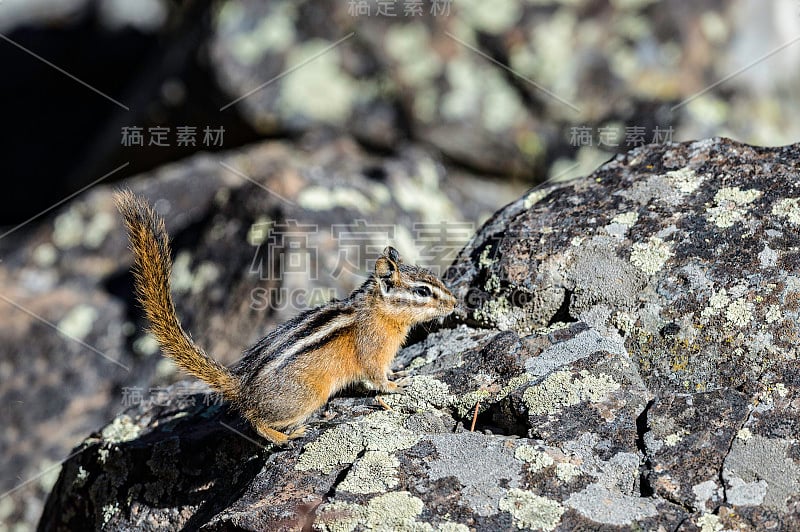 最小花栗鼠(Neotamias minimus)是最小种类的花栗鼠。黄石国家公园