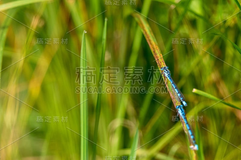 稻草上的两个蓝豆娘