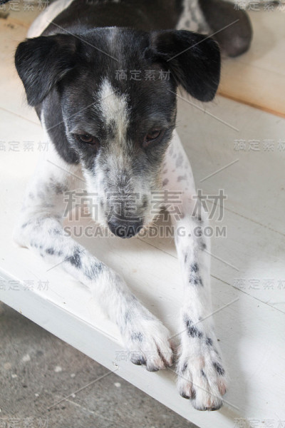 狗