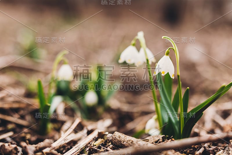 美丽的初春花朵近了。新鲜的春天雪花盛开，白色的花朵和绿色的茎生长在花园里，复制空间。你好,春天。自然