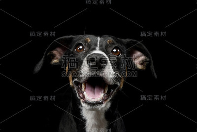 一个可爱的杂种狗的肖像