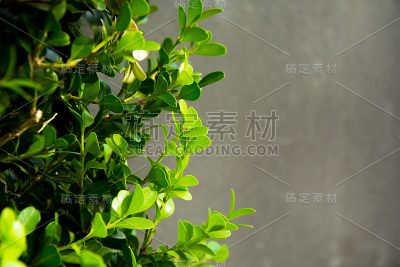 有灰色背景的黄杨灌木