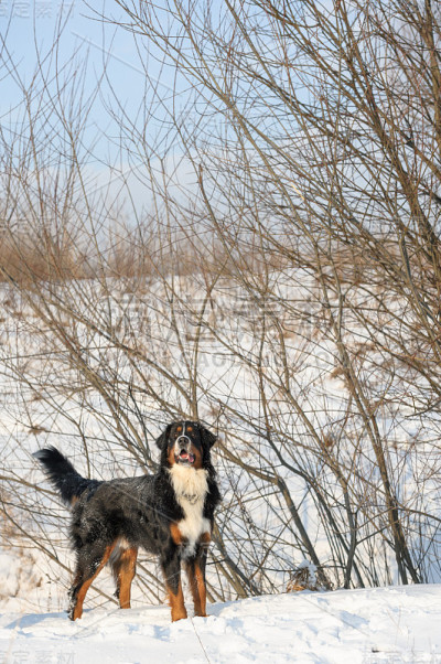 伯尔尼兹山犬