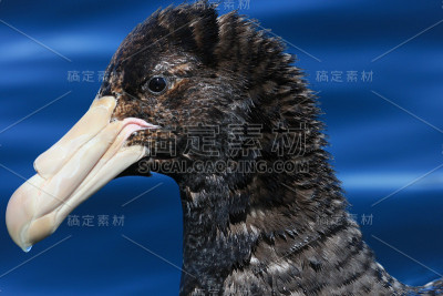 北方巨海燕——哈利巨海燕