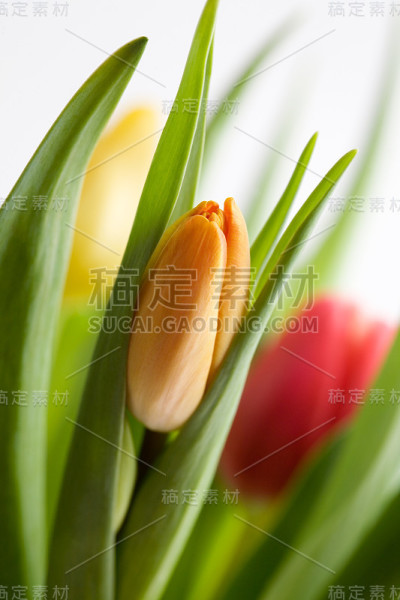 郁金香