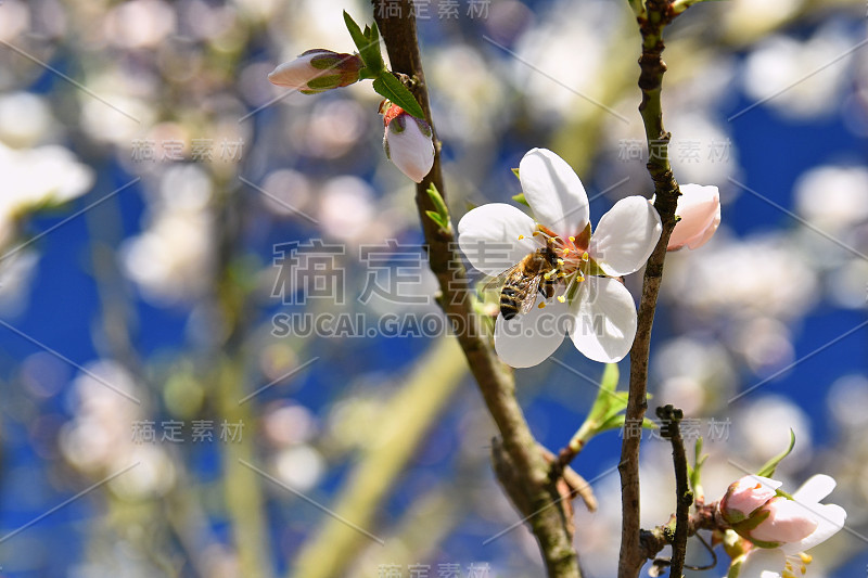 春天的背景。美丽的开花树和一只蜜蜂。花在自然界中。