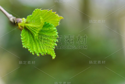 树枝上的嫩绿叶子。