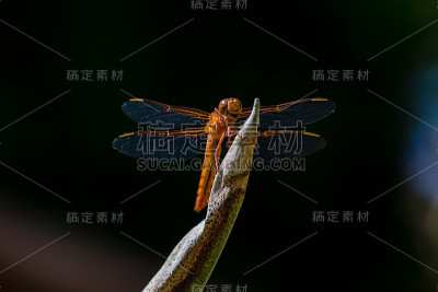 蜻蜓特写镜头