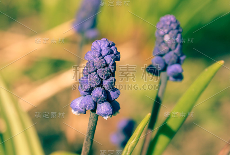 麝香或鼠风信子，或蝰蛇洋葱