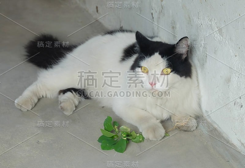 家猫吃印度细叶或猫草