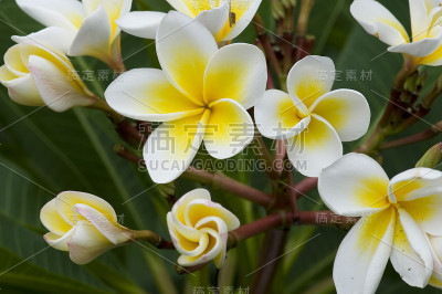 鸡蛋花花呈螺旋状生长。
