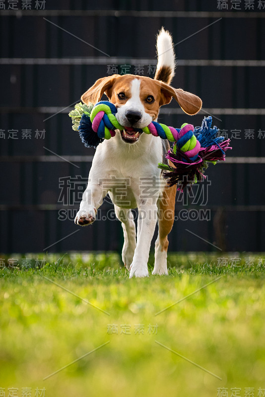 小猎犬带着五颜六色的玩具在花园里跑向相机。