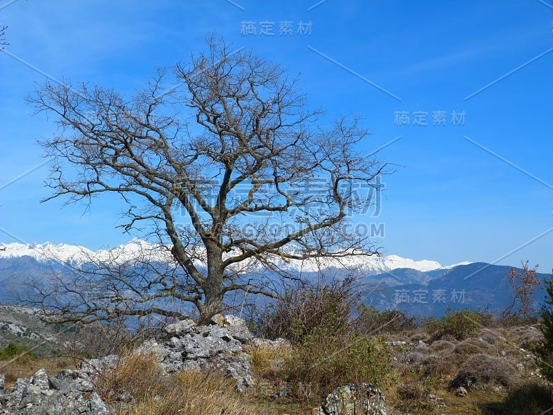 Chêne avec les montago橡树，以Mercantour雪山为背景，阿尔卑斯-海洋